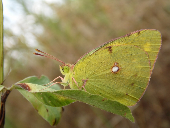 Colias crocea?